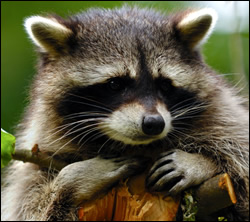 raccoon removal Bedford